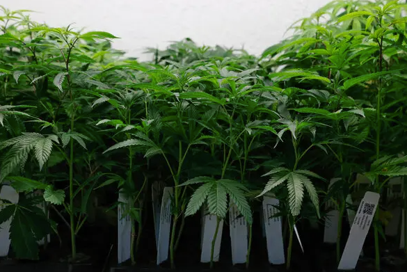 The Rising Popularity of Dispensary Cannabis